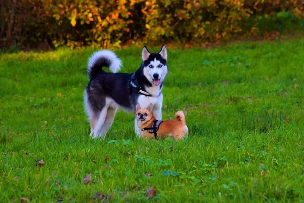 Husky and Chihuahua