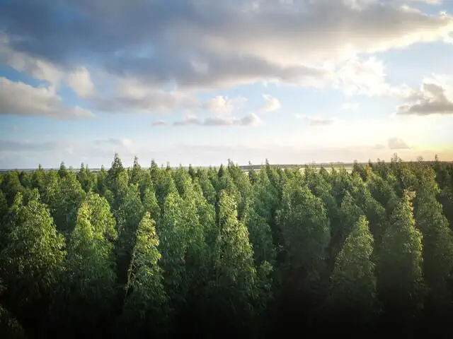 Forest of Trees