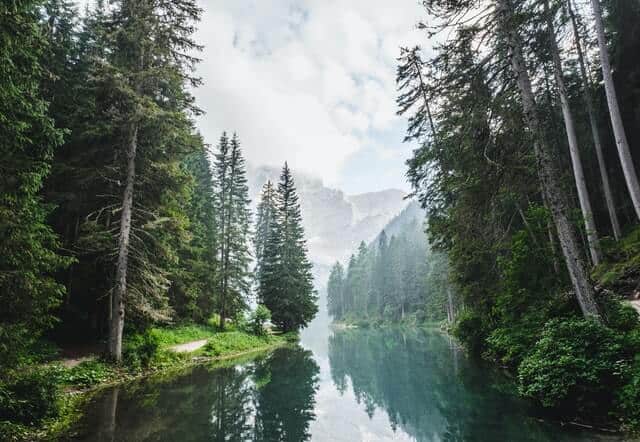 Trees and River