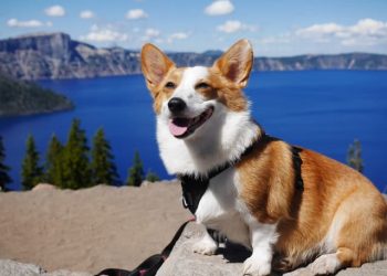 hiking with corgi